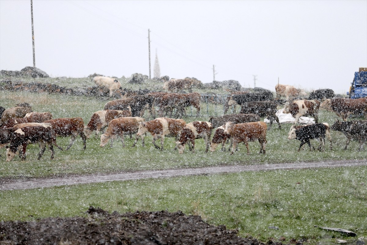 Kars'ın Susuz ilçesi kırsalında hayvanlarını otlatırken kar yağışına hazırlıksız yakalanan...