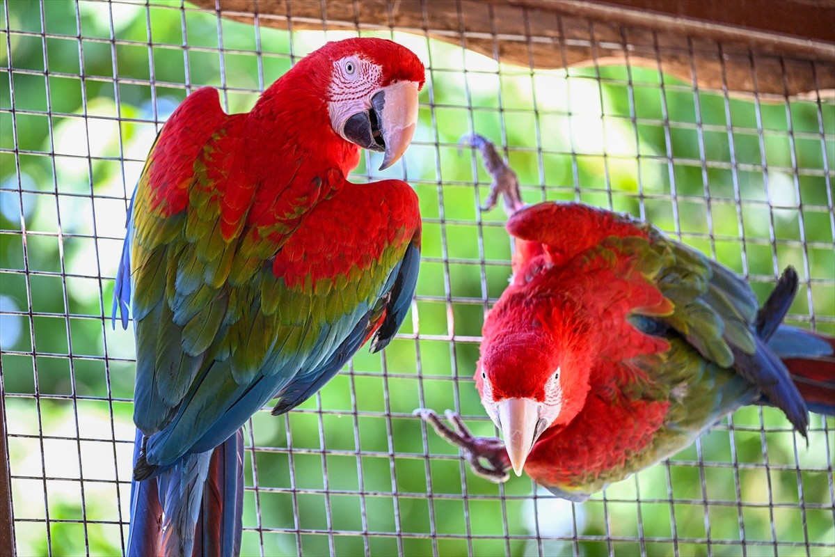 Kayseri Büyükşehir Belediyesi Hayvanat Bahçesi'nin tropikal kuşlar bölümünde 12 yıldır çalışan...