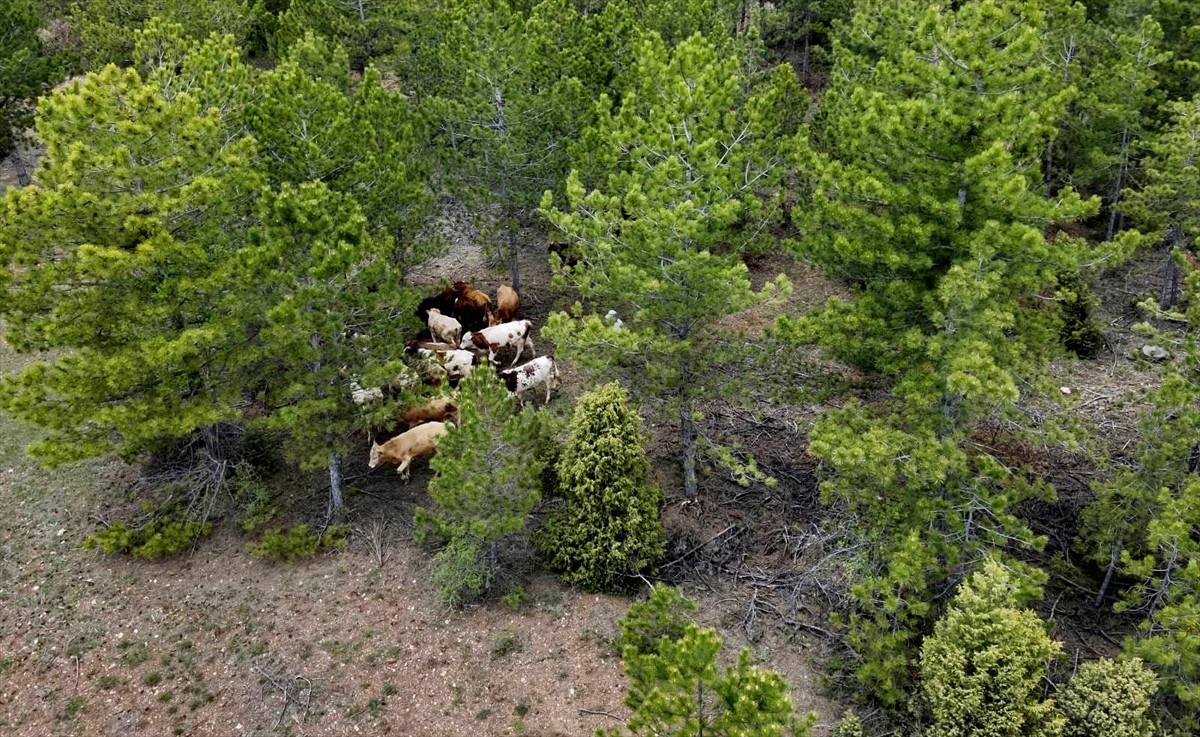 Kütahya'da arazide kaybolan büyükbaş hayvan sürüsü, jandarma ekiplerince dron yardımıyla bulundu....