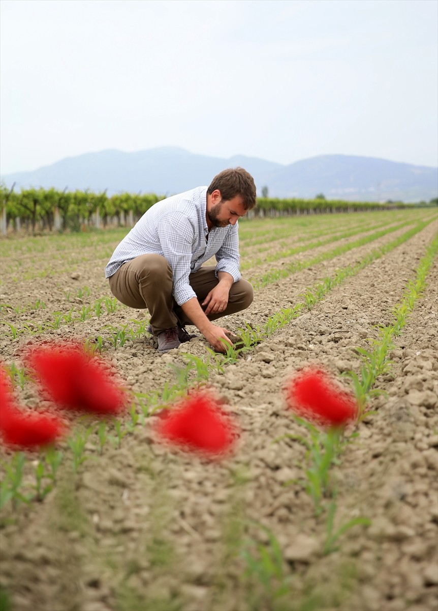 Manisa'da zeytin, zeytinyağı ve çeşitli organik meyve üretimi yapan Tarım Orman Gençlik Konseyi...