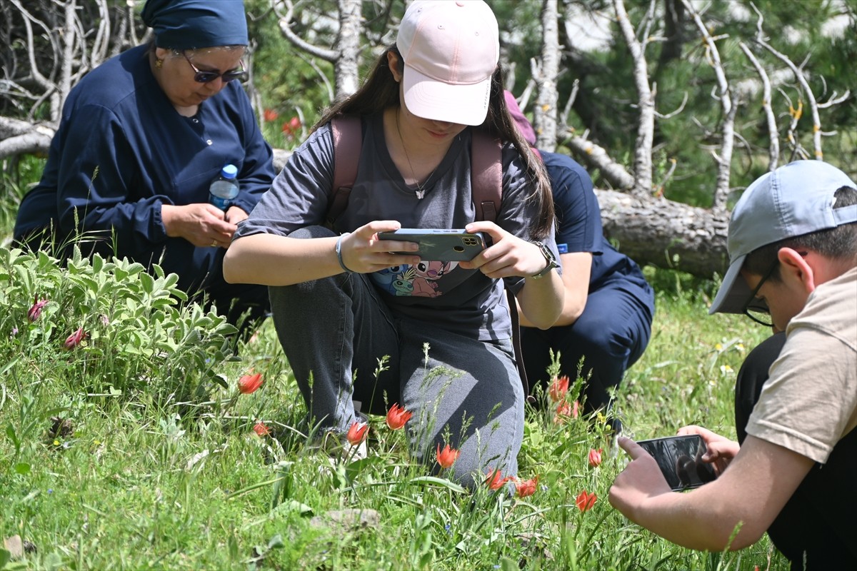 Manisa'daki Spil Dağı'nda koruma altındaki bitki türlerinden Manisa lalesinin tanıtımı amacıyla...