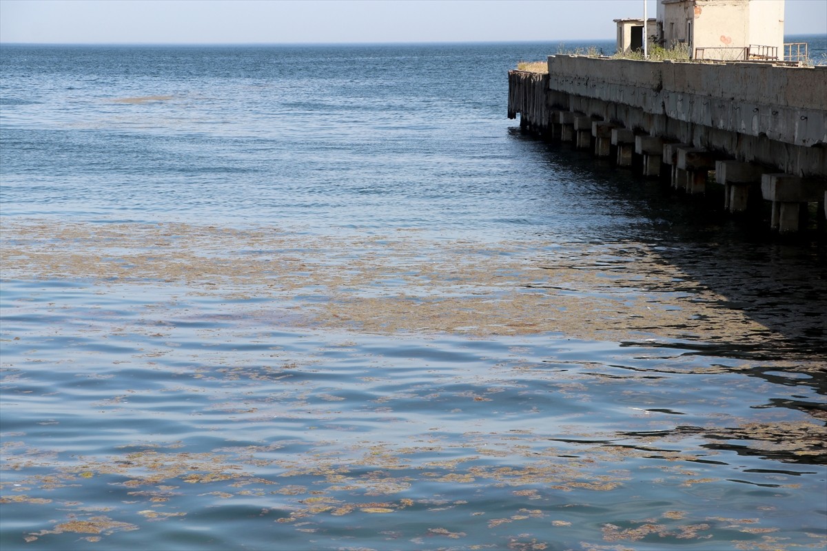 Marmara Denizi'nin Tekirdağ kıyılarında, artan sıcaklıkların etkisiyle alg patlamaları meydana...