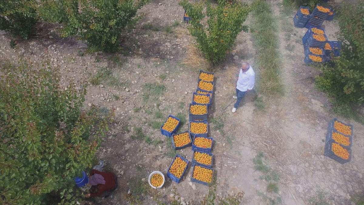 Mersin'de yetiştirildiği ilçenin adıyla tescillenen sofralık Mut kayısısı kilogramı 50 liradan...