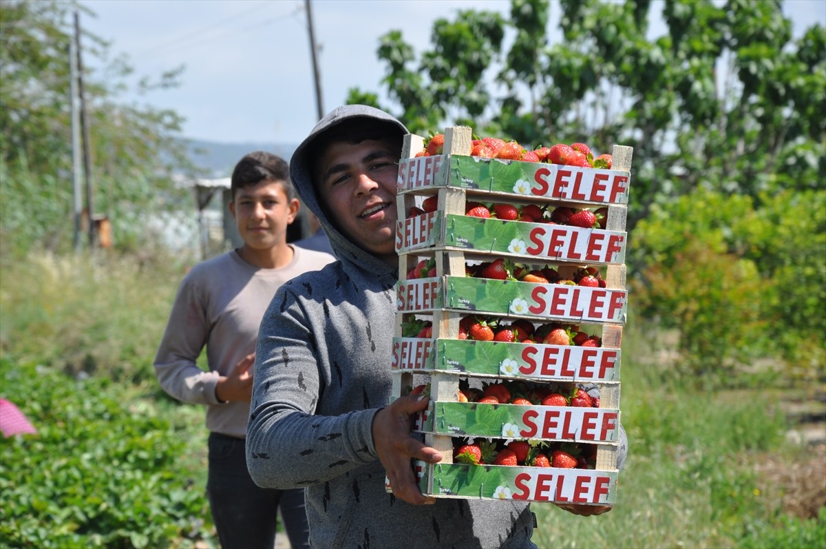 Mersin'in Silifke ilçesinde yetiştirilen ve adıyla tescillenen Silifke çileği, hasadın ardından iç...