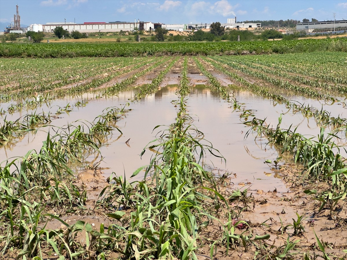Osmaniye'nin Sumbas ilçesinde dün etkili olan sağanak ve dolu, tarım arazilerinde zarara yol...