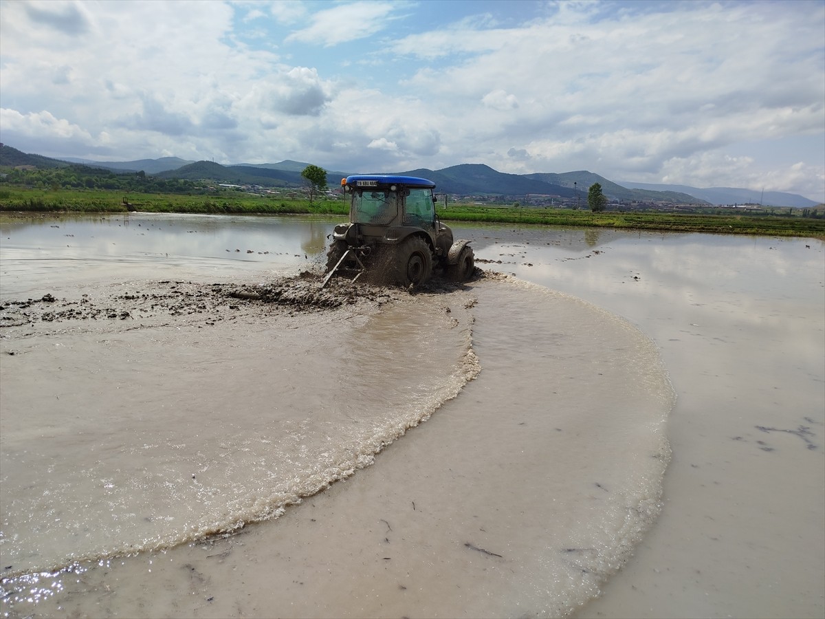 Pirinç üretiminin önemli merkezleri arasında yer alan Sinop’un Boyabat ilçesinde çeltik ekimine...