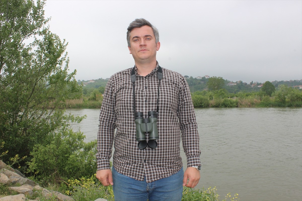 Sakarya'nın Karasu ilçesinde nehir kenarına yerleştirilen fotokapanla su samuru görüntülendi....