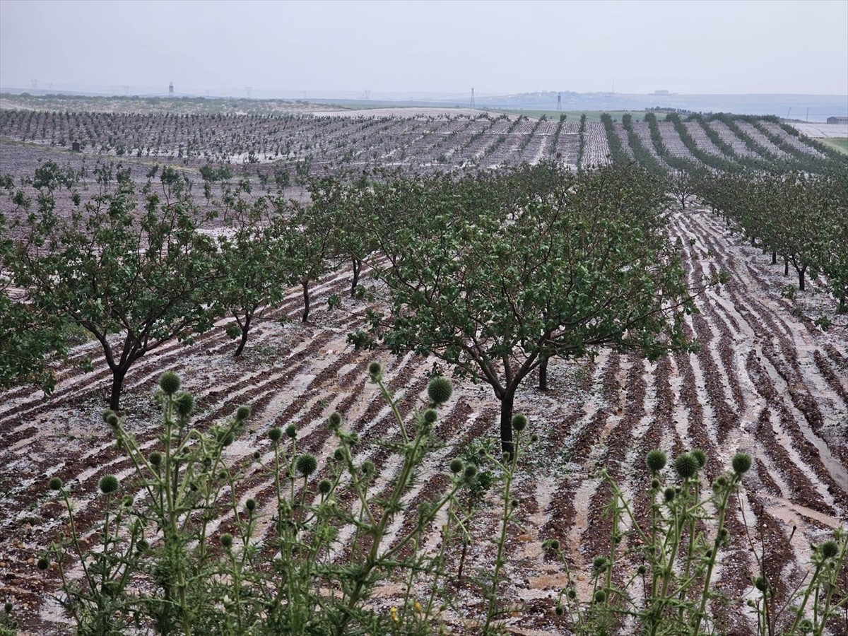 Şanlıurfa'nın Bozova ilçesinde dolu, bazı tarım alanlarına zarar verdi.