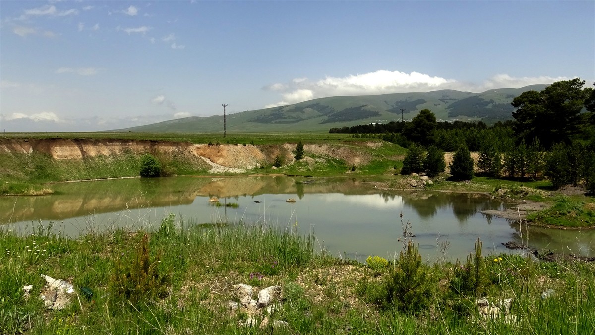 Sarıçam ormanları ve zengin bitki örtüsüyle öne çıkan Kars'ın Sarıkamış ilçesinde, yumurtadan yeni...