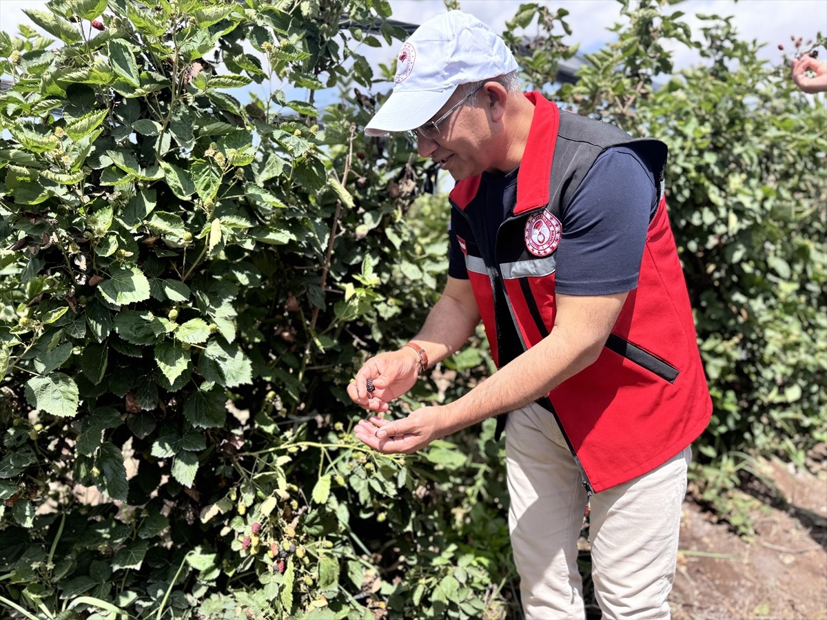 Siirt'te GAP Bölge Kalkınma İdaresi Başkanlığının desteğiyle 34 milyon lira tutarında 250 dekar...