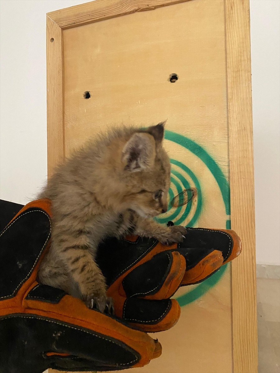 Şırnak'ın Cizre ilçesinde arazide bitkin halde bulunan saz kedisi yavrusu tedavi altına...