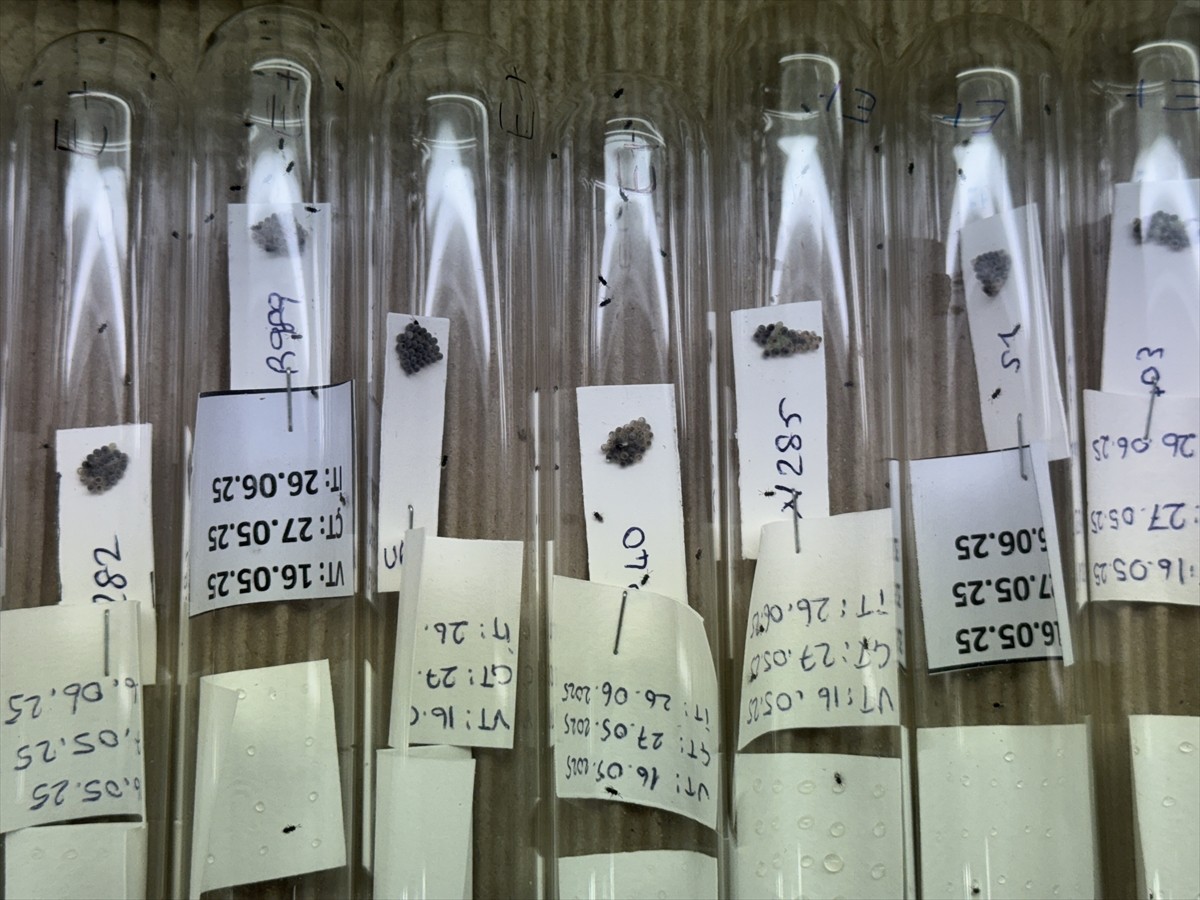 Tarım ve Orman Bakanlığı Tarımsal Araştırmalar ve Politikalar Genel Müdürlüğü koordinasyonunda...