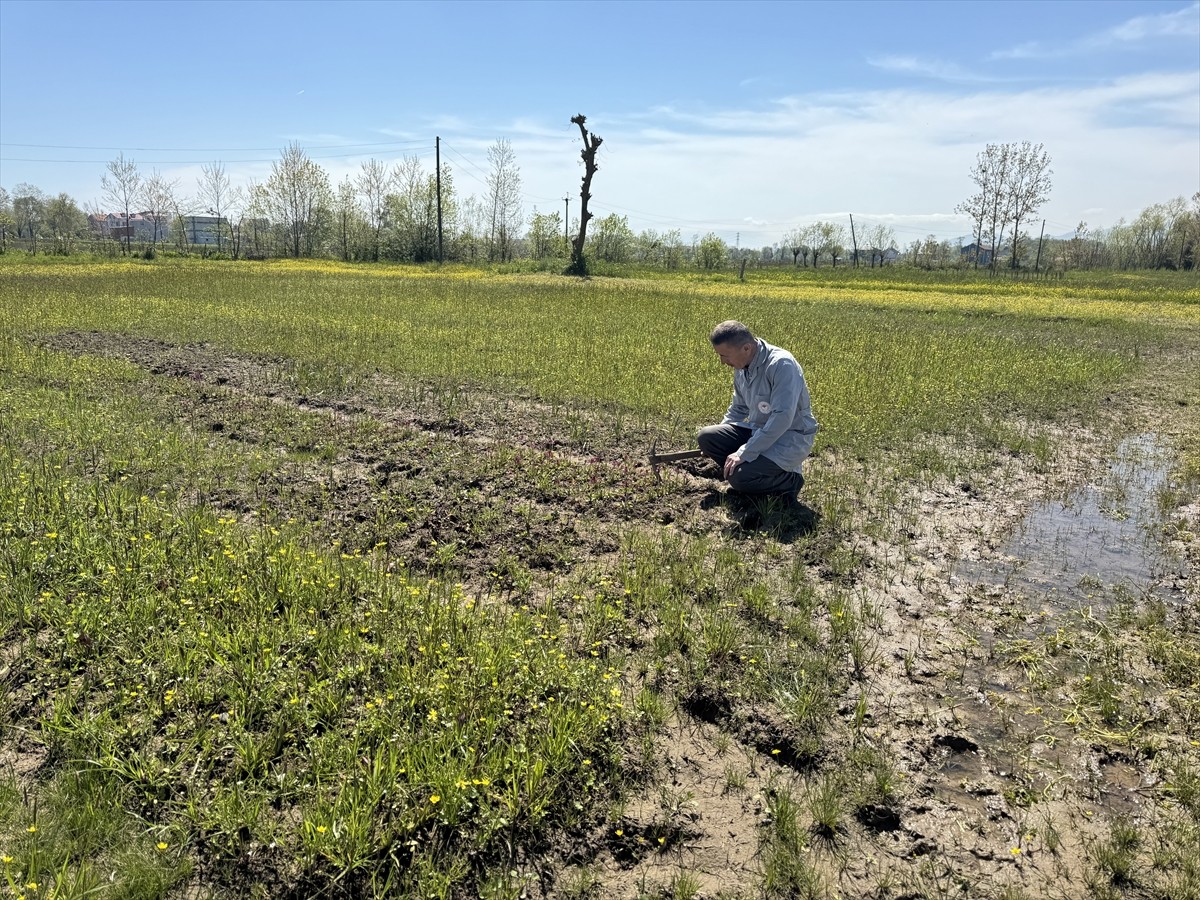 Tarım ve Orman Bakanlığına bağlı Tarımsal Araştırmalar ve Politikalar Genel Müdürlüğü (TAGEM) ile...