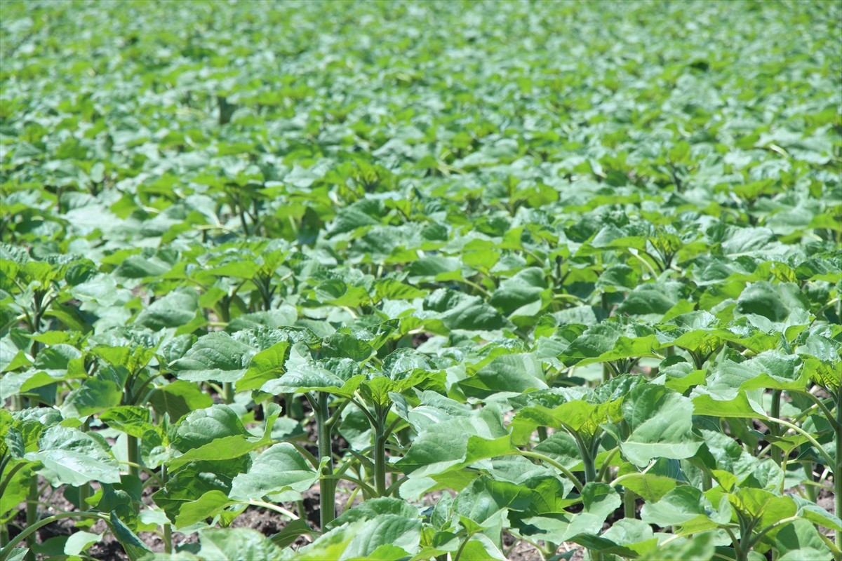 Trakya'da "gündöndü" olarak anılan ayçiçeği, son haftalarda etkili olan yağışlarla hızlı gelişim...