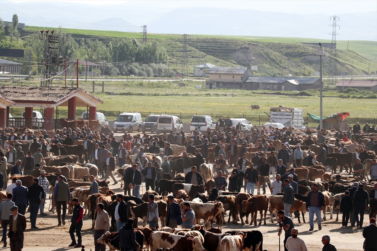 Türkiye'nin önemli hayvancılık merkezlerinden Ağrı'daki hayvan borsasında kurbanlık hareketliliği...