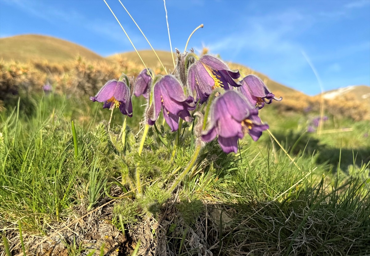 Türkiye'nin önemli kış turizm merkezlerinden Erzurum'daki Palandöken Dağı, ilkbaharda açan mor...