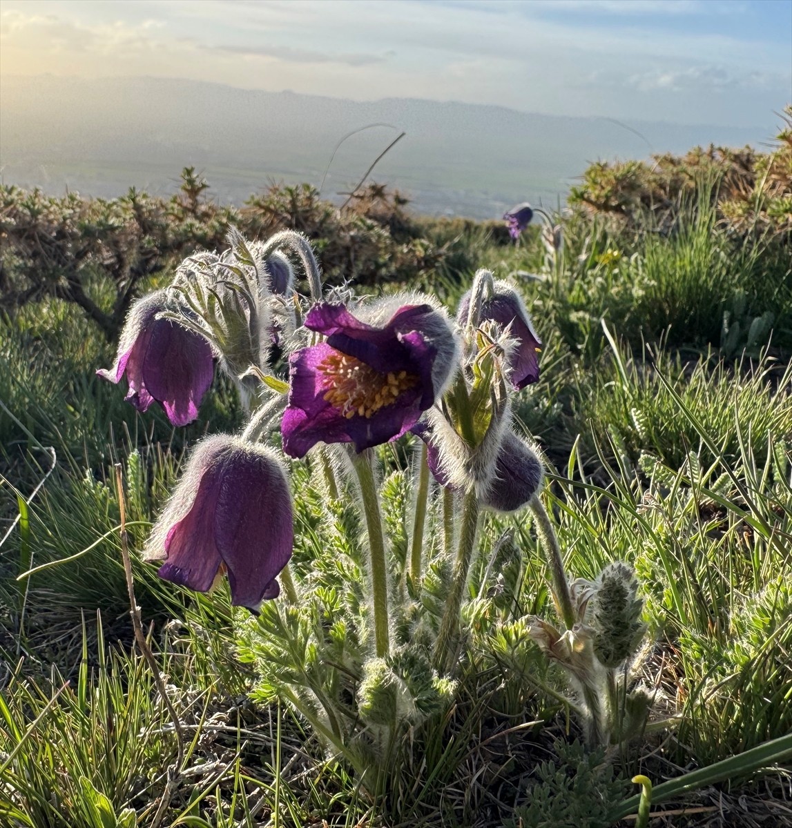 Türkiye'nin önemli kış turizm merkezlerinden Erzurum'daki Palandöken Dağı, ilkbaharda açan mor...