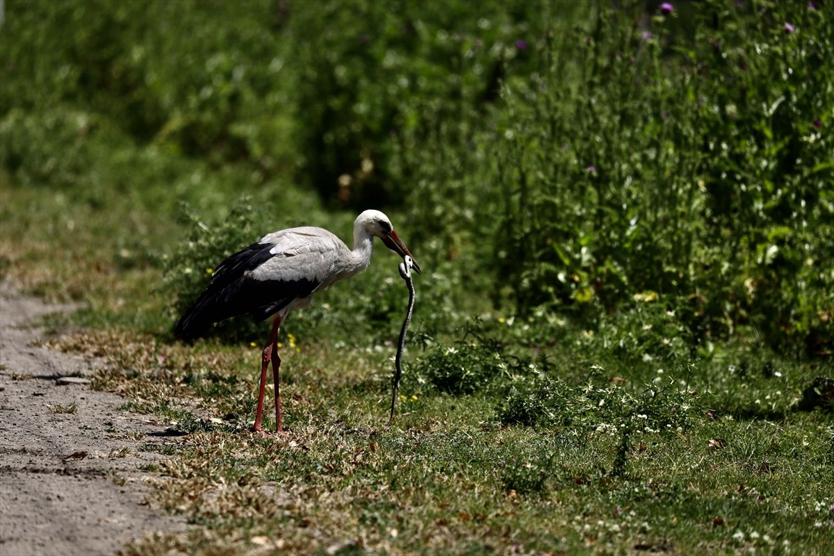 UNESCO Dünya Miras Geçici Listesi'ne 2016 yılında giren ve 365 kuş türüne ev sahipliği yapan...