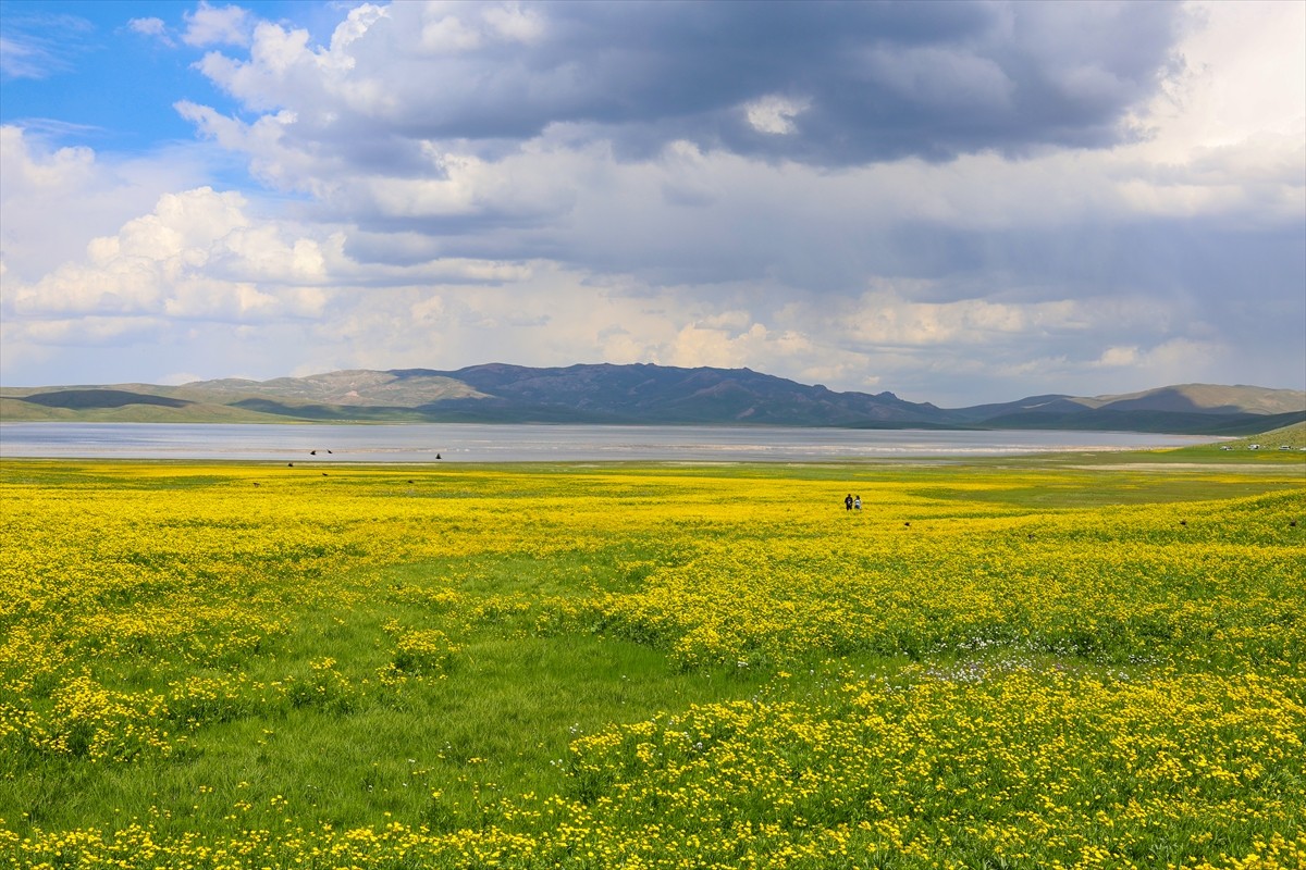Van'ın Gürpınar ilçesinde Erek Dağı eteklerinde bulunan ve çevresi sarı çiçeklerle bezenen 2 bin...