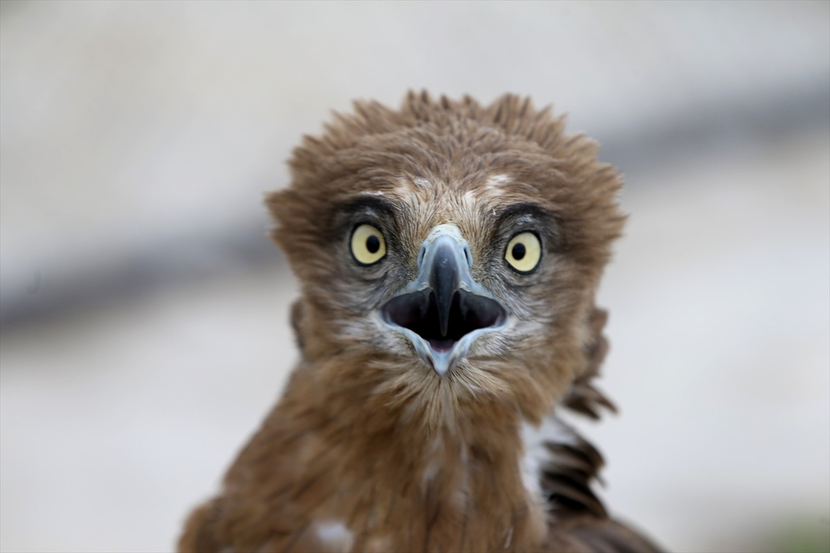 Van Yüzüncü Yıl Üniversitesi (YYÜ) Yaban Hayvanları Koruma ve Rehabilitasyon Merkezi, çeşitli...