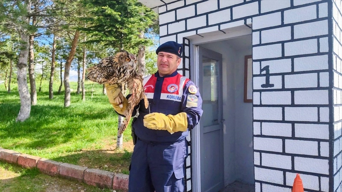 Yozgat'ın Çekerek ilçesinde dikenli tellere takılmış halde bulunan yaralı puhu, tedavi altına...