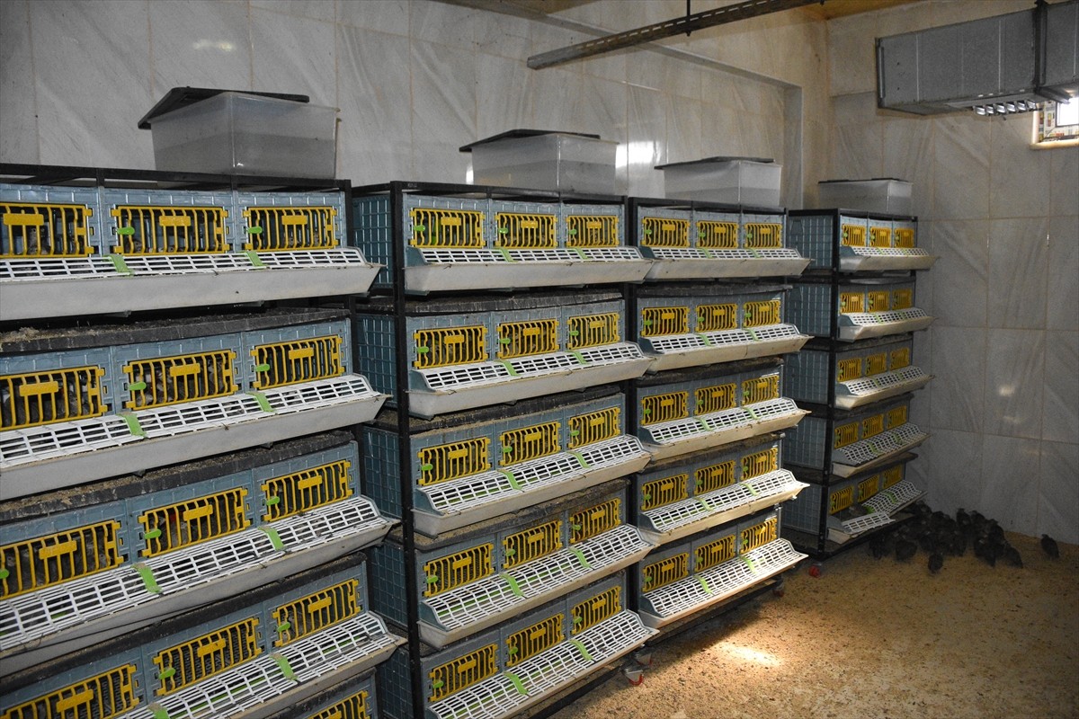 Afyonkarahisar'ın Şuhut ilçesinde Keklik Üretme İstasyonu'ndaki yüzlerce keklik, her yıl...