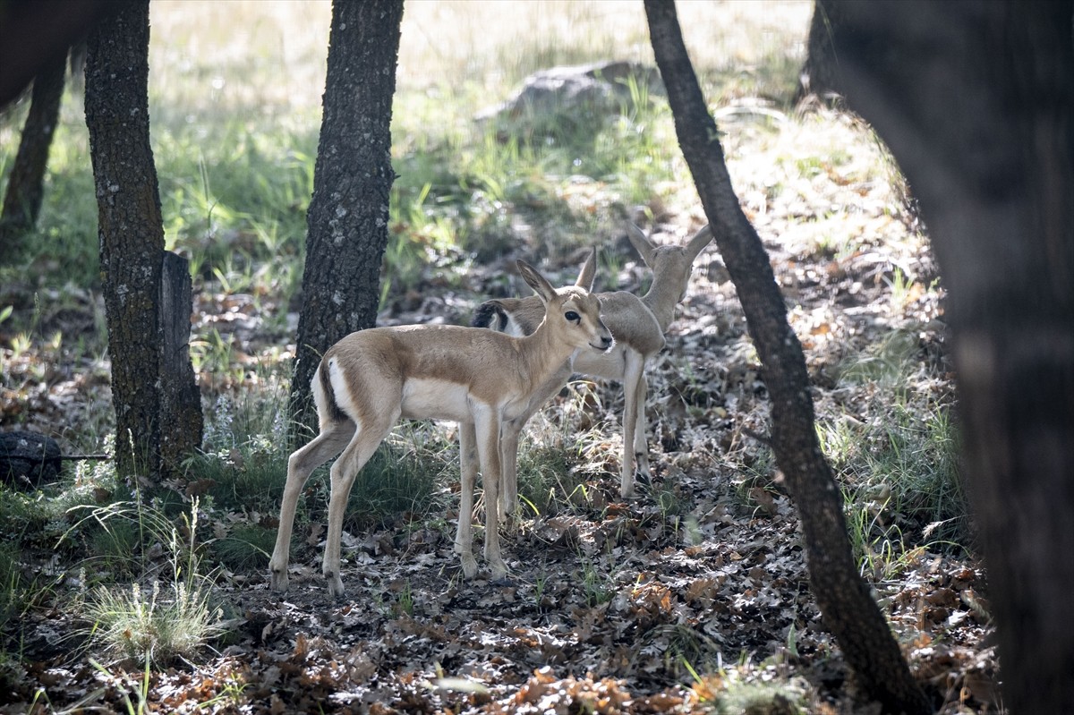 Altınköy Açık Hava Müzesi'nde dünyaya gelen üç ceylan yavrusu, kendileri için oluşturulan doğal...