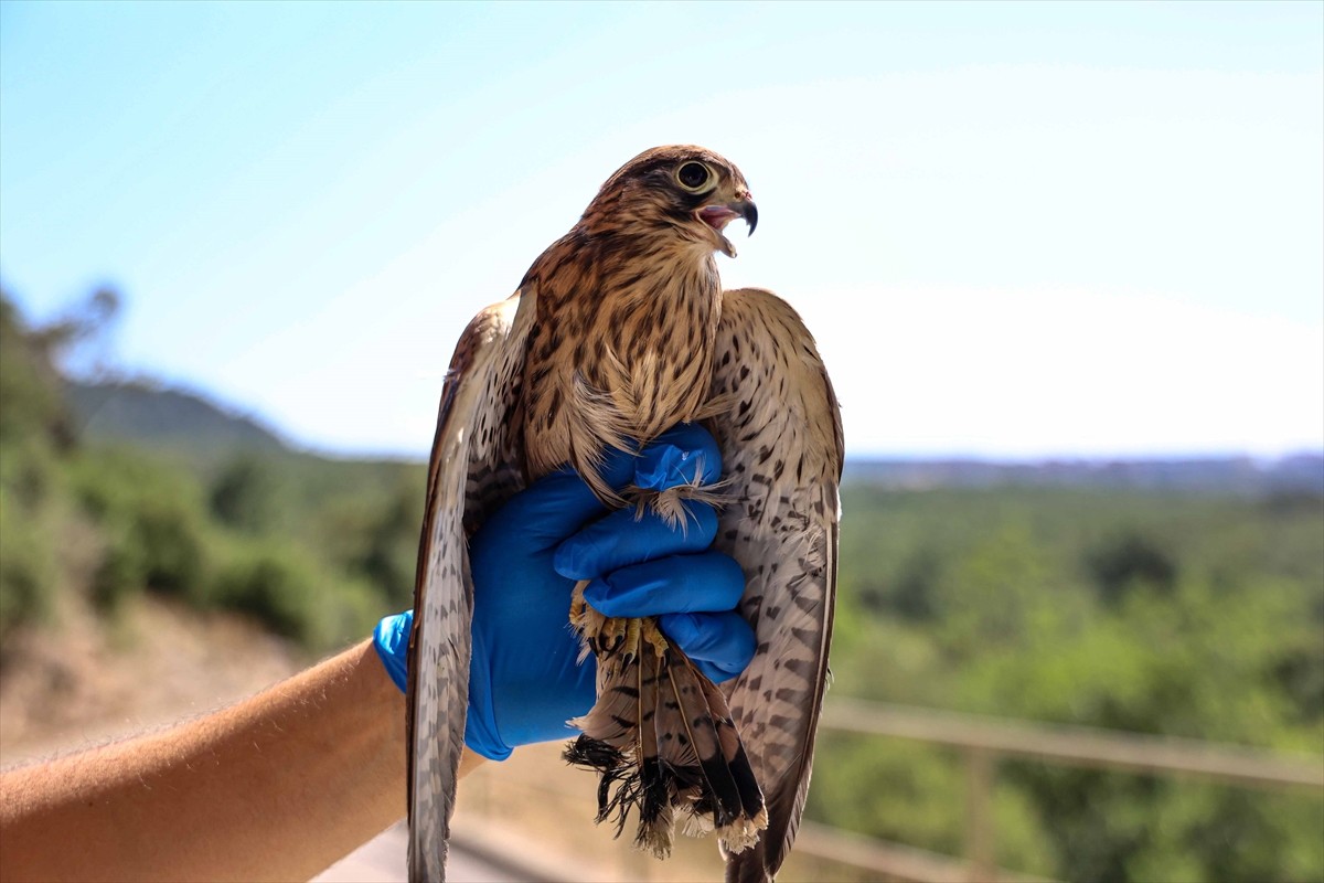 Antalya Büyükşehir Belediyesi Doğal Yaşam Parkı yaralı, hasta ve bakıma muhtaç yaban hayvanlarına...