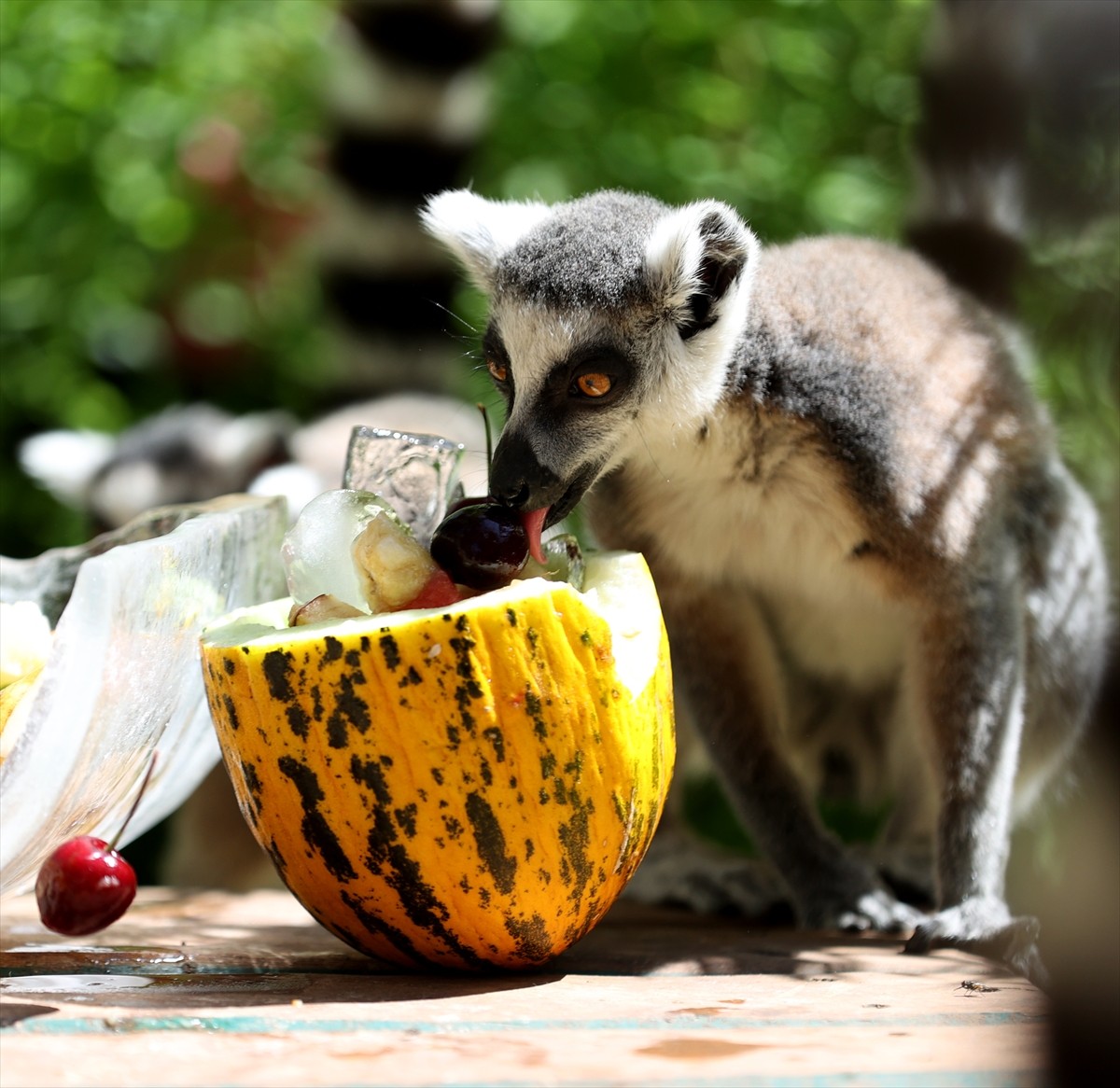 Antalya Doğal Yaşam Parkı'ndaki hayvanlar, sıcak havada buzlu meyve kokteyli ve fıskiyelerle...