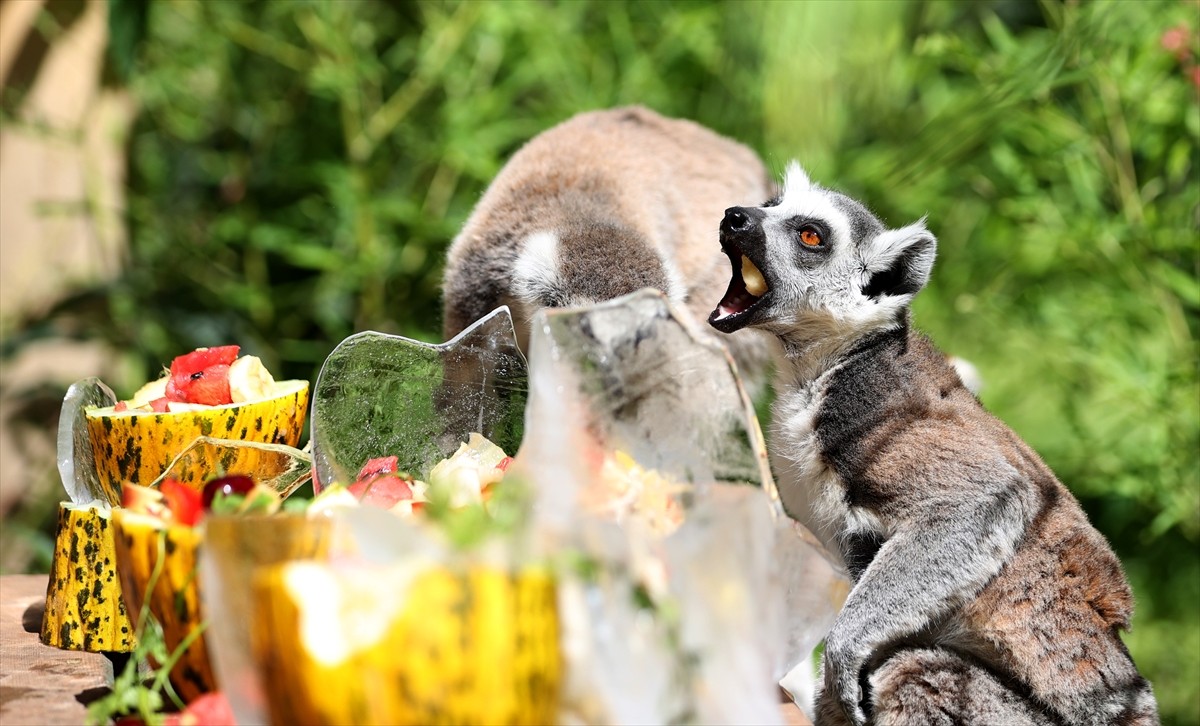 Antalya Doğal Yaşam Parkı'ndaki hayvanlar, sıcak havada buzlu meyve kokteyli ve fıskiyelerle...