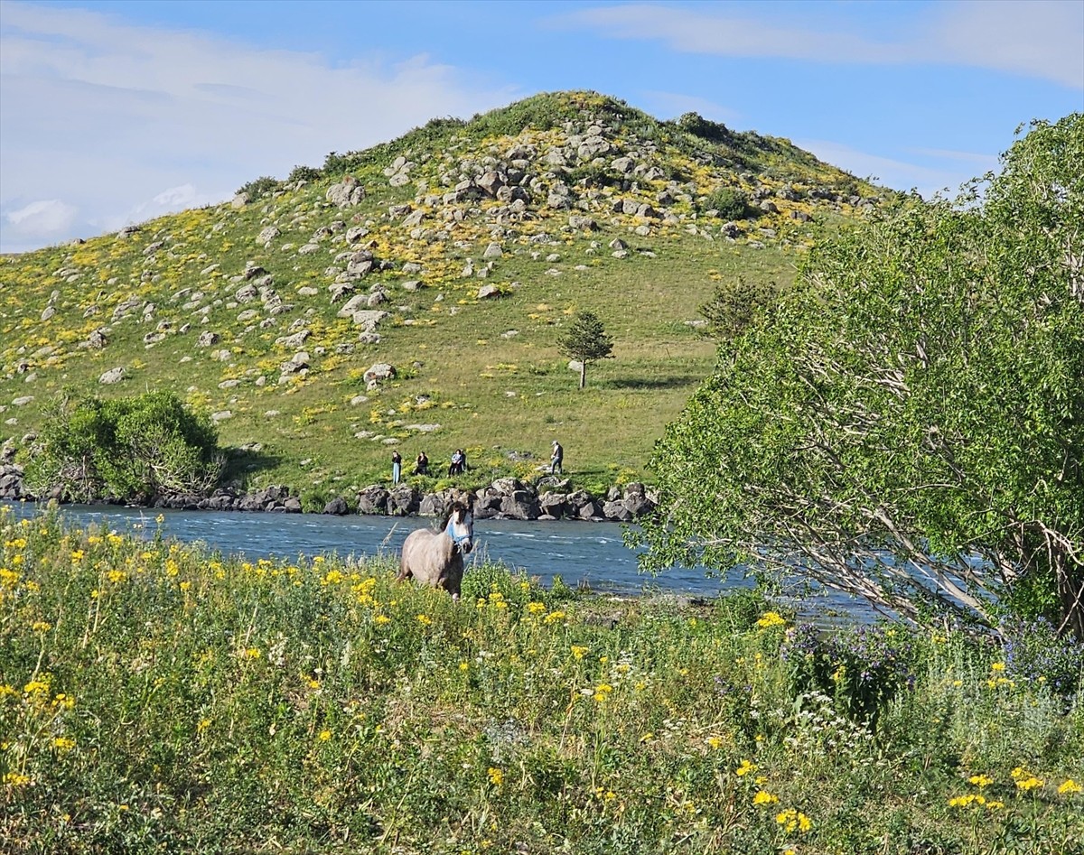 Ardahan'da, Çıldır Gölü'ndeki adacıkta mahsur kalan at, Afet ve Acil Durum Müdürlüğü (AFAD)...