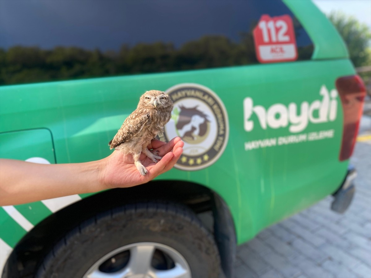 Aydın'ın Kuşadası ilçesinde yaralı bulunan, baykuş türlerinin en küçüğü olarak bilinen kukumav...