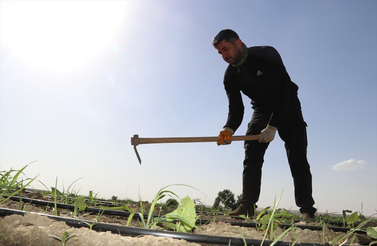 Batman'da tarlada çalışan ve kent merkezinde sıcaktan bunalanlar, serinlemek amacıyla doğal kaynak...