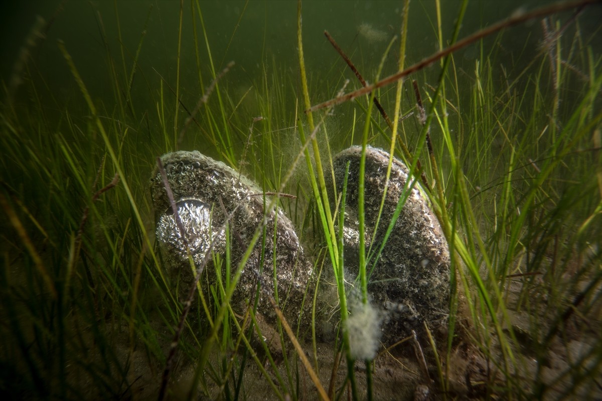 Borusan Holding, Dünya Çevre Günü kapsamında Gemlik Körfezi'nde "Müsilaj Farkındalık Etkinliği"...