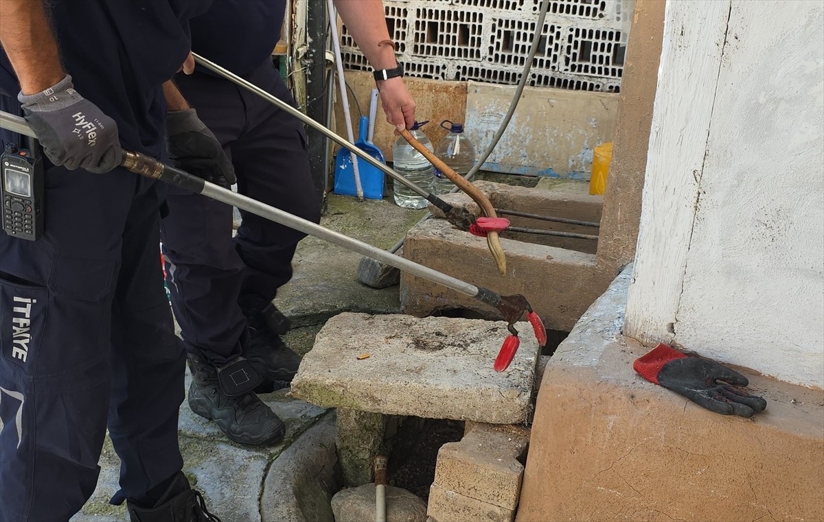 Bursa'nın İnegöl ilçesinde evin bahçesinde yakalanan oluklu kertenkele itfaiye ekiplerince doğaya...