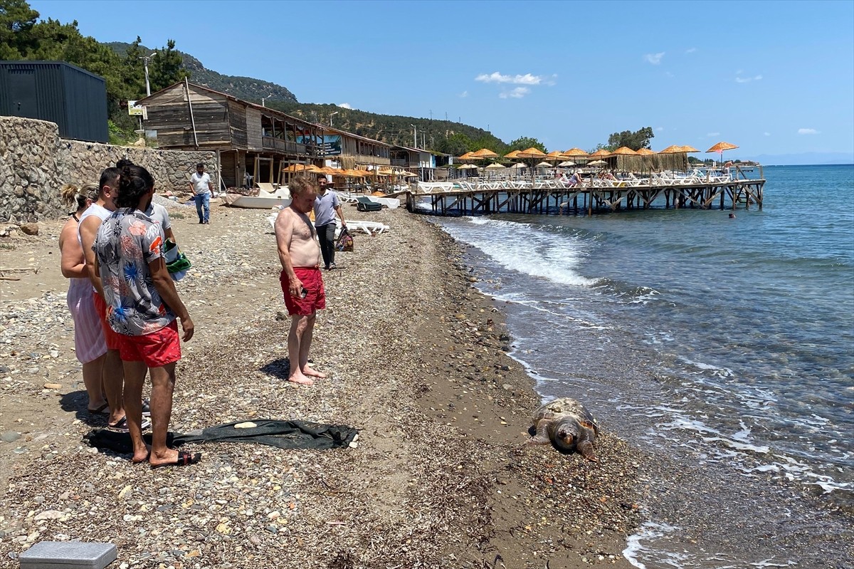 Çanakkale'nin Ayvacık ilçesine bağlı Assos Sahili'nde ölü caretta caretta bulundu.
