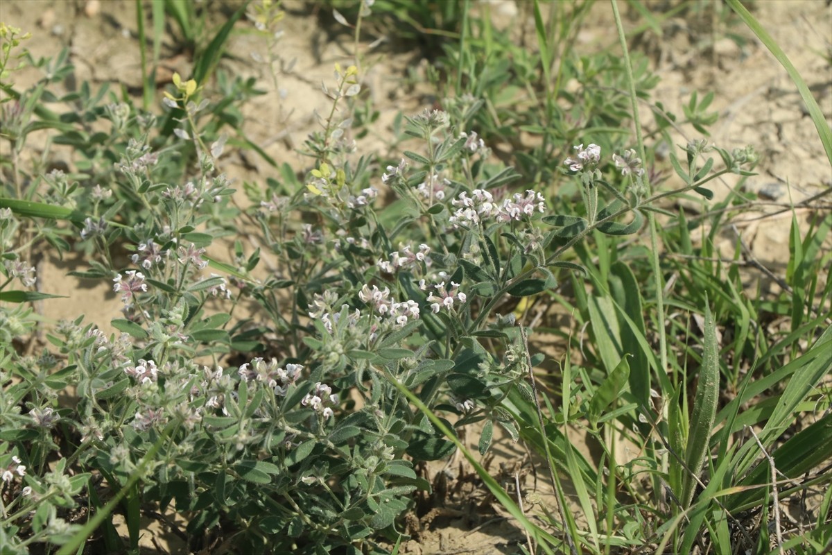Çankırı Karatekin Üniversitesi (ÇAKÜ) Gıda ve Tarım Meslek Yüksekokulu Dr. Öğretim Üyesi Bilal...