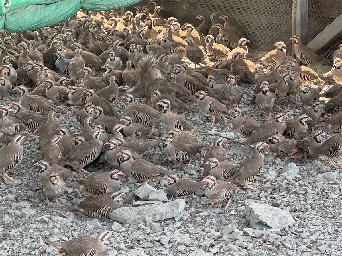 Doğa Koruma ve Milli Parklar Genel Müdürlüğünce 2007'de Yozgat'ta kurulan Çalatlı Keklik Üretim...