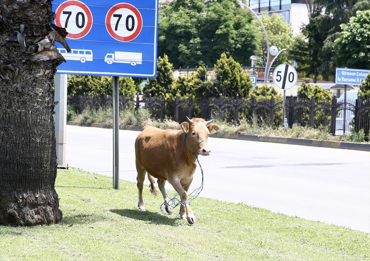 Giresun sahibinin elinden kaçan kurbanlık, kovalamaca sonucu yakalandı. Kamyonetin kasasından...