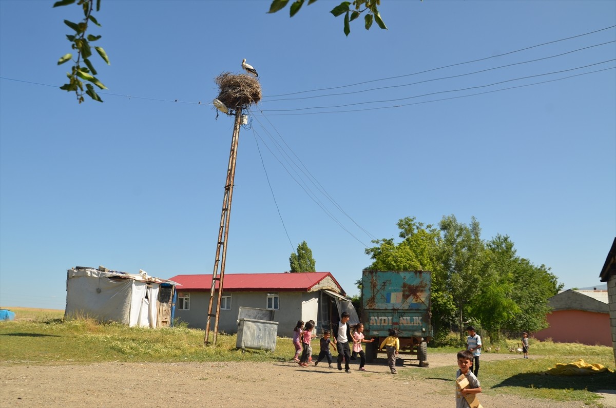  Havanın ısınmasıyla Muş'a gelen leylekler, yumurtadan çıkan yavrularını sulak alanlardan...