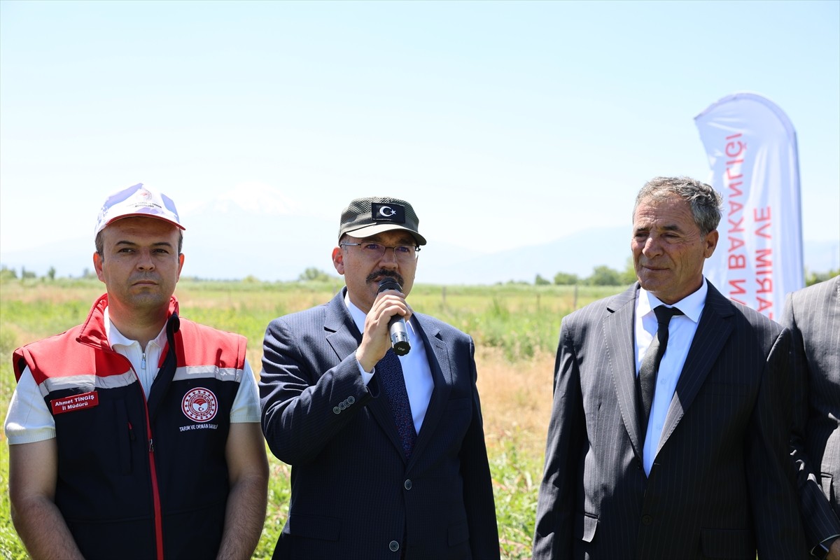 Iğdır'da üretilen karpuzun ilk hasadı, Oba köyündeki üretim alanında gerçekleştirildi.