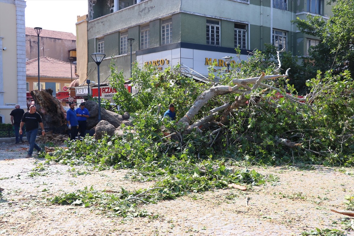 İzmir'de tarihi Kemeraltı Çarşısı'nın Konak Atatürk Meydanı'ndaki girişinde bulunan çınar ağacı...