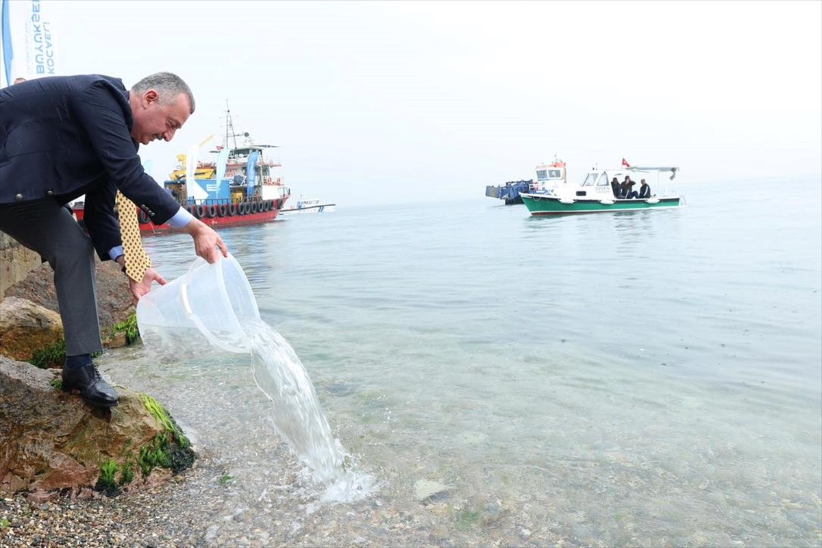 İzmit Körfezi'nde yürütülen dip çamuru temizliği ve balıklandırma projeleri sayesinde denizdeki...