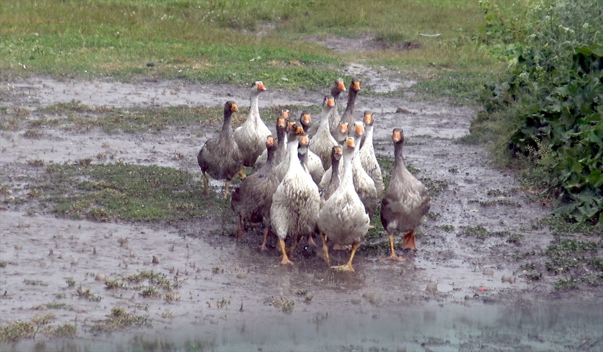 Kars'ın Kağızman ve Sarıkamış ilçelerinde kuvvetli sağanak ve dolu etkili oldu. Sarıkamış...