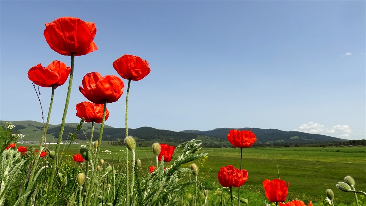 Kars'ın Sarıkamış ilçesinde, sağanak sonrası yüksek rakımlı yaylalar ve meralar rengarenk...