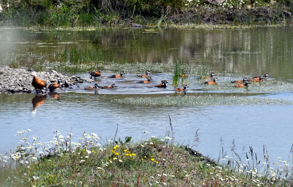 Kars'ın Sarıkamış ilçesinde yumurtadan çıkan angut yavruları, sulak alanda beslenirken...