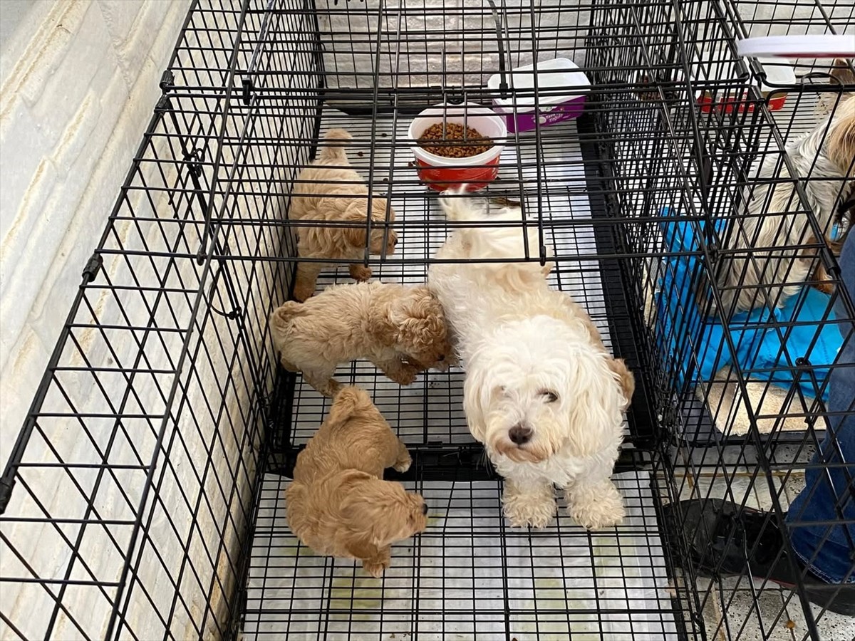 Kırklareli'de kaçak olarak ticareti yapılan 12 köpek koruma altına alındı, şüpheli hakkında 105...
