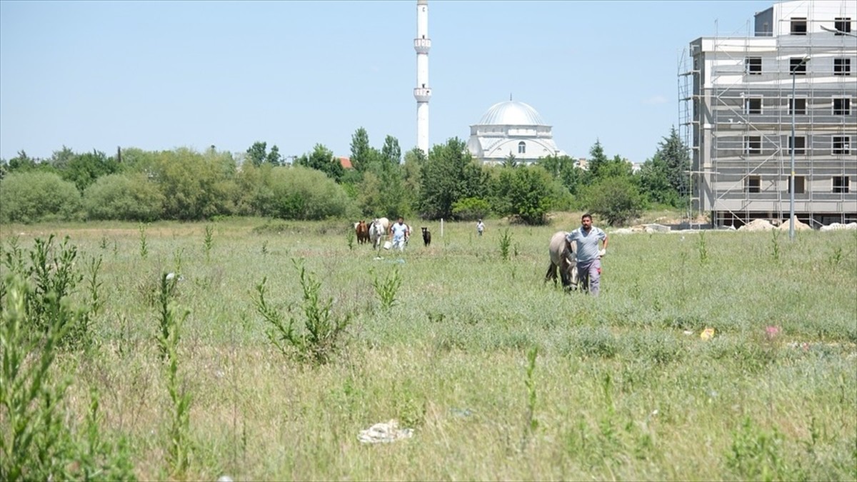 Kırklareli Belediyesince kent merkezinde başıboş dolaşan atlar toplanarak rehabilitasyon alanına...