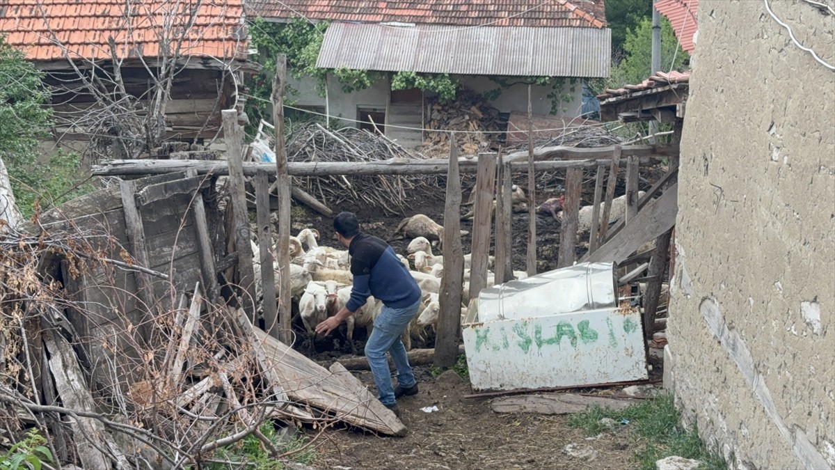Kütahya'nın Domaniç ilçesinde bir ağıla giren kurtlar, 11 koyunu telef etti, 14 koyunu da...