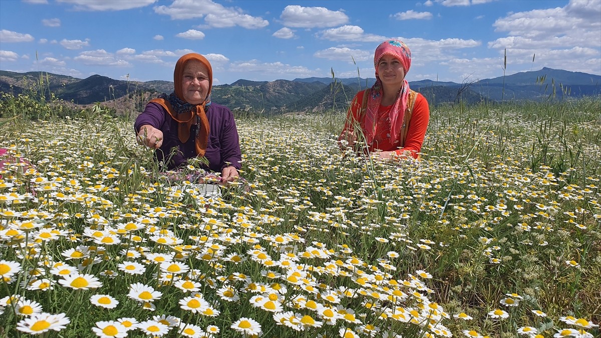Manisa'nın Demirci ilçesinin yaylalarında doğada yetişen kır papatyalarını toplayıp kurutan...